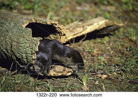 River Otters View Large Photo Image Stock Image - River Otters. Fotosearch