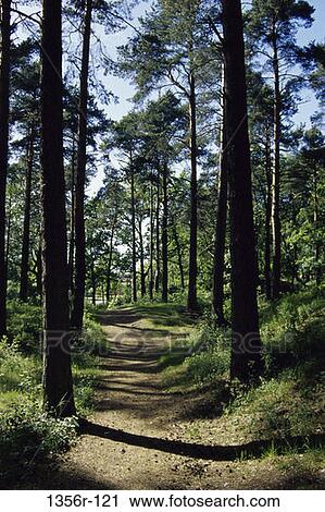 road, nature, path, woods, Roads various View Large Photo Image Stock Image - road, nature, path, woods, Roads various. Fotosearch