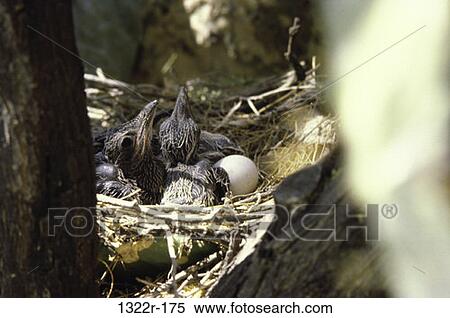Roadrunners View Large Photo Image Stock Photography - Roadrunners. Fotosearch