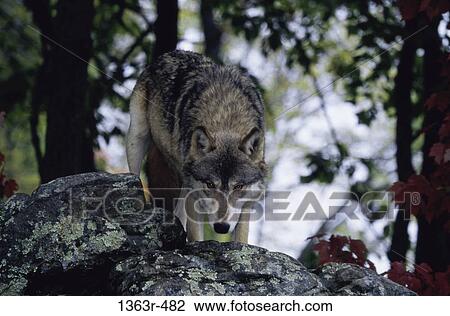 rock, gray, wolf, trees, curious, looming View Large Photo Image Stock Image - rock, gray, wolf, trees, curious, looming. Fotosearch
