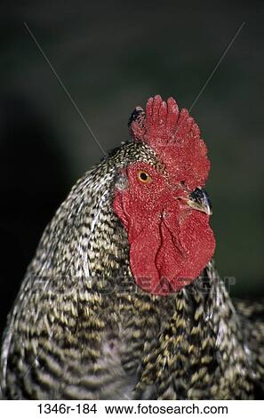 Rooster View Large Photo Image Picture - Rooster. Fotosearch