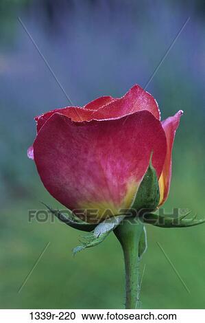 Rose View Large Photo Image Stock Image - Rose. Fotosearch