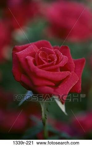 Rose View Large Photo Image Stock Image - Rose. Fotosearch