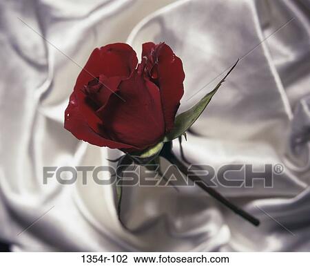 Stock Image - Rose. Fotosearch