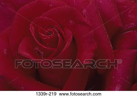 Rose View Large Photo Image Stock Photo - Rose. Fotosearch