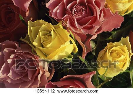 Roses View Large Photo Image Stock Image - Roses. Fotosearch