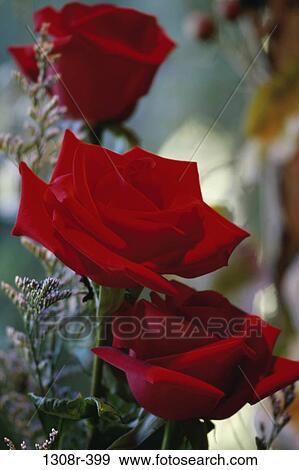 Roses View Large Photo Image Stock Photo - Roses. Fotosearch