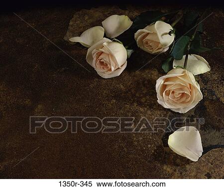 Roses View Large Photo Image Stock Photography - Roses. Fotosearch