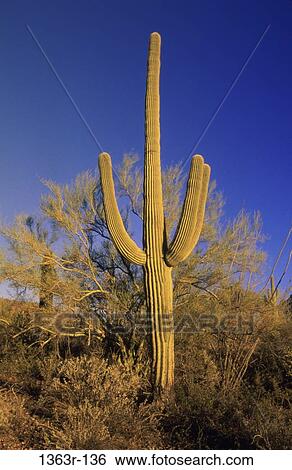 Saguaro View Large Photo Image Stock Photograph - Saguaro. Fotosearch