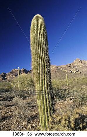 Saguaro View Large Photo Image Stock Photography - Saguaro. Fotosearch