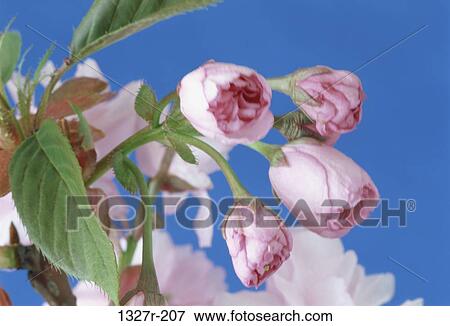 Sakura View Large Photo Image Stock Photo - Sakura. Fotosearch