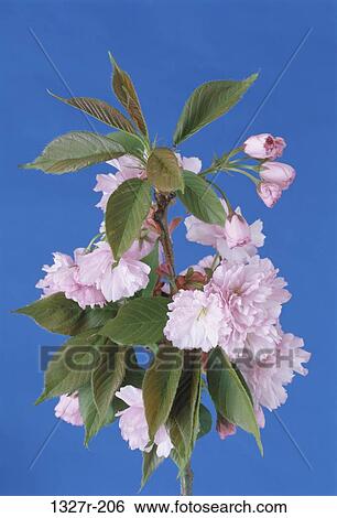 Stock Photograph - Sakura. Fotosearch