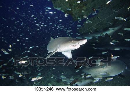 Stock Photograph - Sand Tiger Sharks. Fotosearch