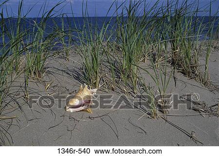 sand, water, beach, shell, still life, dune View Large Photo Image Stock Image - sand, water, beach, shell, still life, dune. Fotosearch