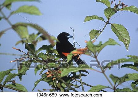 Scarlet-rumped Tanager View Large Photo Image Stock Photo - Scarlet-rumped Tanager. Fotosearch