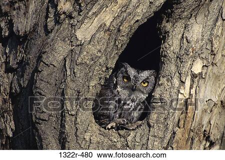 Screech-Owl View Large Photo Image Stock Image - Screech-Owl. Fotosearch