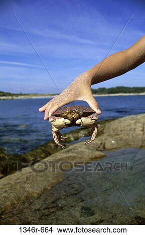 sea, holding, animal, underwater, crab, marine life View Large Photo Image Picture - sea, holding, animal, underwater, crab, marine life. Fotosearch