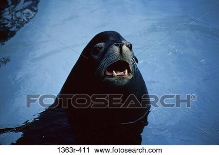 Sea Lion View Large Photo Image Stock Image - Sea Lion. Fotosearch