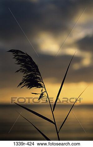 Sea Oat View Large Photo Image Picture - Sea Oat. Fotosearch