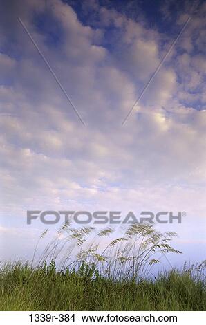 Picture - Sea Oats. Fotosearch
