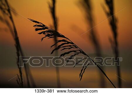 Sea Oats View Large Photo Image Stock Image - Sea Oats. Fotosearch