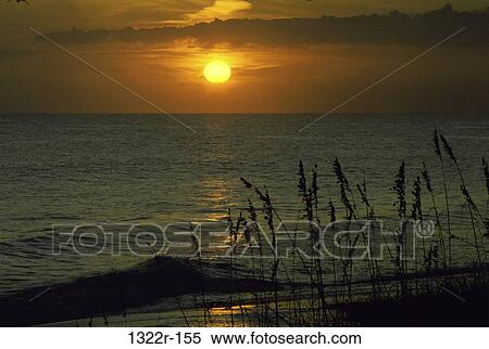 Stock Photography - Sea Oats. Fotosearch