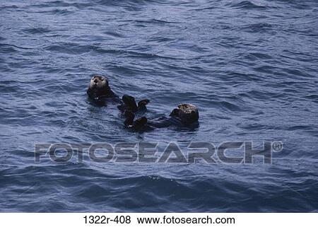 Stock Photo - Sea Otters. Fotosearch
