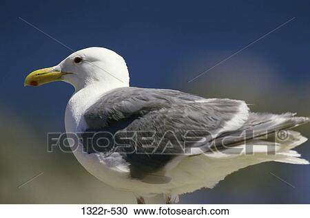 Seagull View Large Photo Image Stock Image - Seagull. Fotosearch