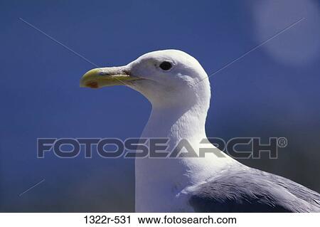 Seagull View Large Photo Image Stock Image - Seagull. Fotosearch