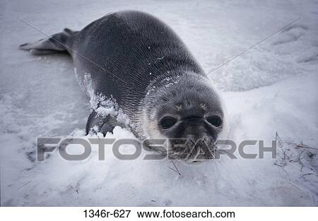 Seal View Large Photo Image Stock Photo - Seal. Fotosearch