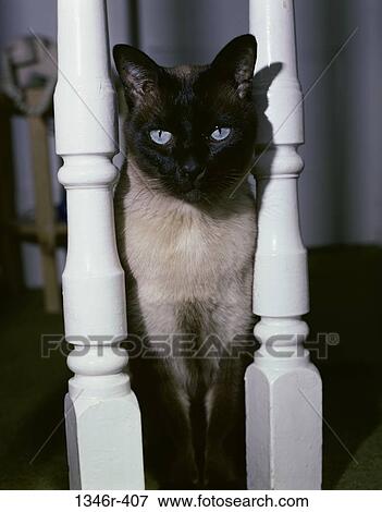 Siamese View Large Photo Image Stock Photo - Siamese. Fotosearch