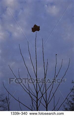 silhouette, branches, leaf, nature, autumn View Large Photo Image Stock Image - silhouette, branches, leaf, nature, autumn. Fotosearch