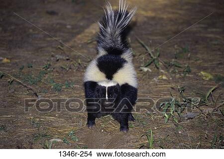 Skunk View Large Photo Image Picture - Skunk. Fotosearch