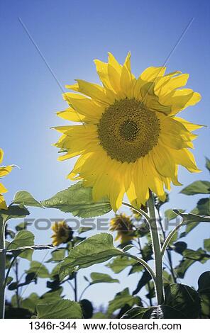 sky, leaves, sunflowers, flowers, nature, blooming, blossoming View Large Photo Image Picture - sky, leaves, sunflowers, flowers, nature, blooming, blossoming. Fotosearch