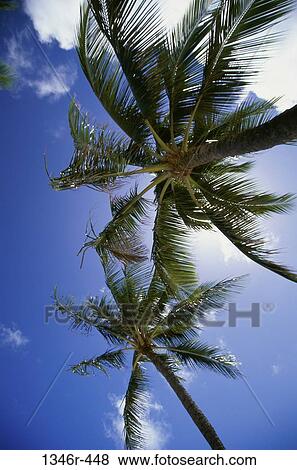 sky, relaxation, clouds, palm, tropical, tall, palm trees View Large Photo Image Stock Photo - sky, relaxation, clouds, palm, tropical, tall, palm trees. Fotosearch