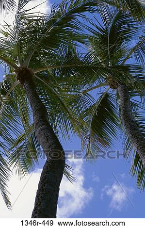sky, relaxation, clouds, palm, tropical, tall, palm trees View Large Photo Image Stock Photo - sky, relaxation, clouds, palm, tropical, tall, palm trees. Fotosearch