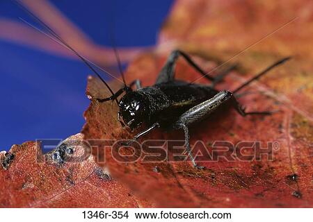 small, legs, leaf, detail, animal, antenna View Large Photo Image Picture - small, legs, leaf, detail, animal, antenna. Fotosearch