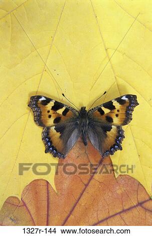 Small Tortoiseshell View Large Photo Image Picture - Small Tortoiseshell. Fotosearch