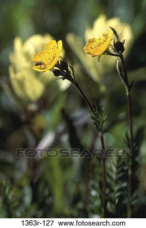 Snow Buttercups View Large Photo Image Stock Photo - Snow Buttercups. Fotosearch