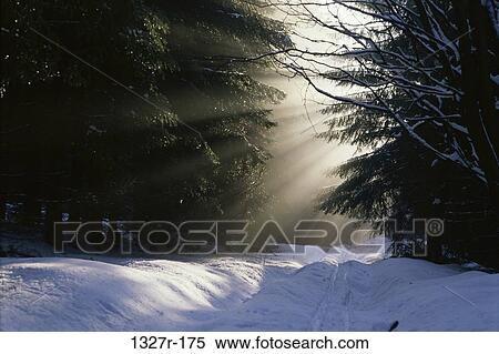 snow, sunlight, winter, trees, nature, path, sunrays View Large Photo Image Stock Photography - snow, sunlight, winter, trees, nature, path, sunrays. Fotosearch
