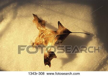 Stock Photo - snow, winter, nature, leaf, detail, season. Fotosearch
