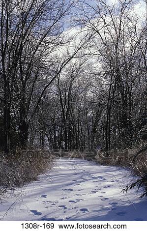snow, winter, trees, nature, path, footprints, season View Large Photo Image Stock Photo - snow, winter, trees, nature, path, footprints, season. Fotosearch