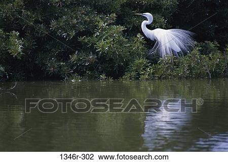 Snowy Egret View Large Photo Image Stock Image - Snowy Egret. Fotosearch