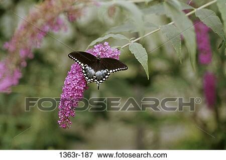 Spicebush Swallowtail Butterfly View Large Photo Image Stock Photo - Spicebush Swallowtail Butterfly. Fotosearch