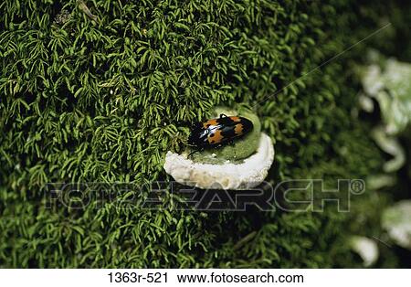 Stock Image - spotted, spots, animal, insect, beetle, bug. Fotosearch