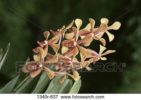 spotted, spots, tropical, flowers, cluster, nature View Large Photo Image Stock Photo - spotted, spots, tropical, flowers, cluster, nature. Fotosearch