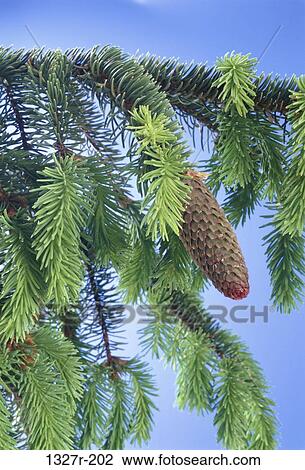 Spruce View Large Photo Image Stock Image - Spruce. Fotosearch