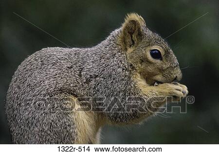 Squirrel View Large Photo Image Picture - Squirrel. Fotosearch