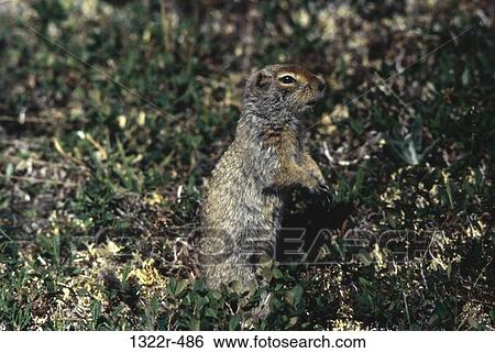 Squirrel View Large Photo Image Stock Photograph - Squirrel. Fotosearch
