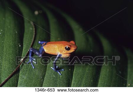 Strawberry Poison Dart Frog View Large Photo Image Stock Image - Strawberry Poison Dart Frog. Fotosearch